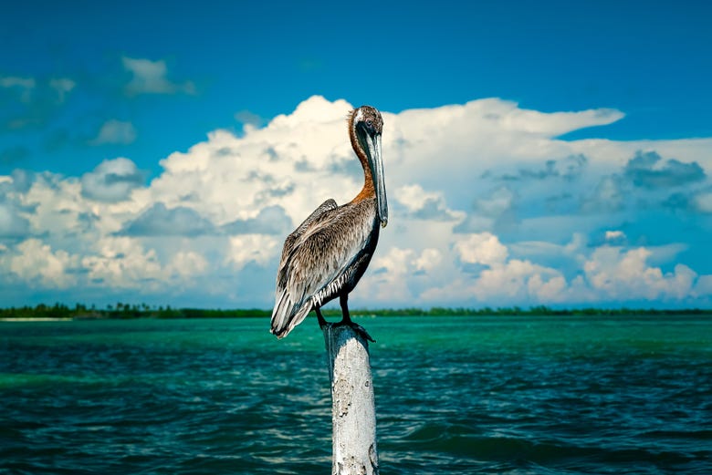 Contemplando um pelicano nas margens de Punta Allen