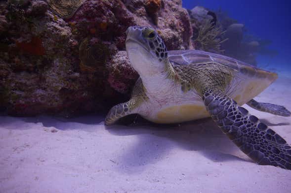 Snorkel em Tulum e Chikin Ha